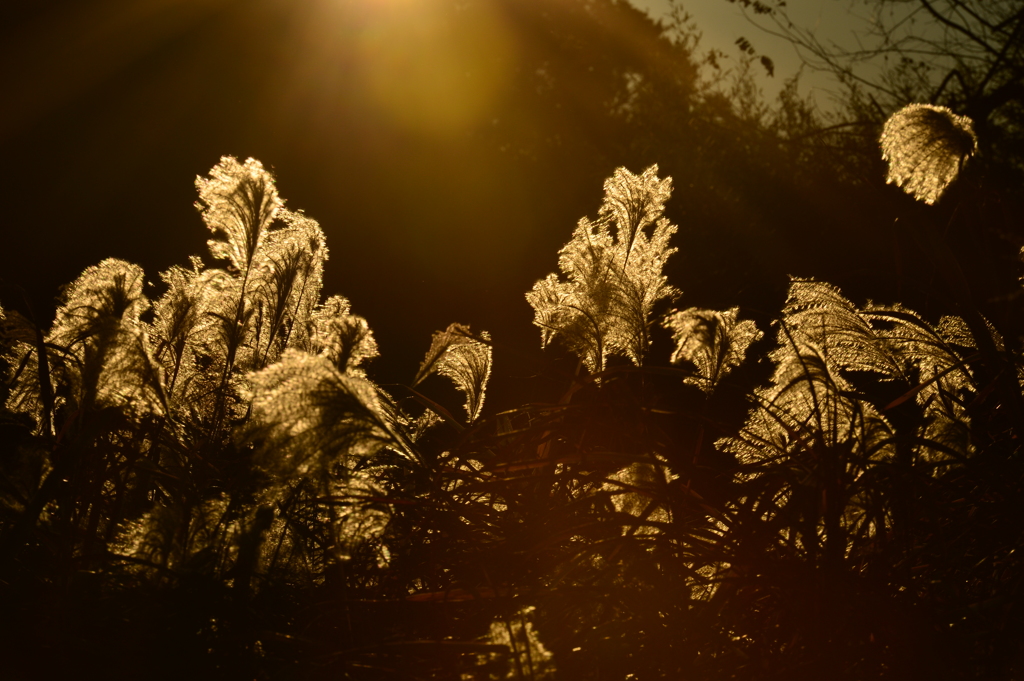 11/14 朝日に踊るススキ