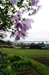 皇帝ダリアと常磐高速道路