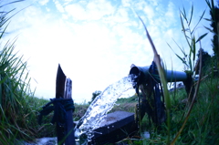 田んぼの水