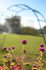 幼稚園のグランドに咲く花