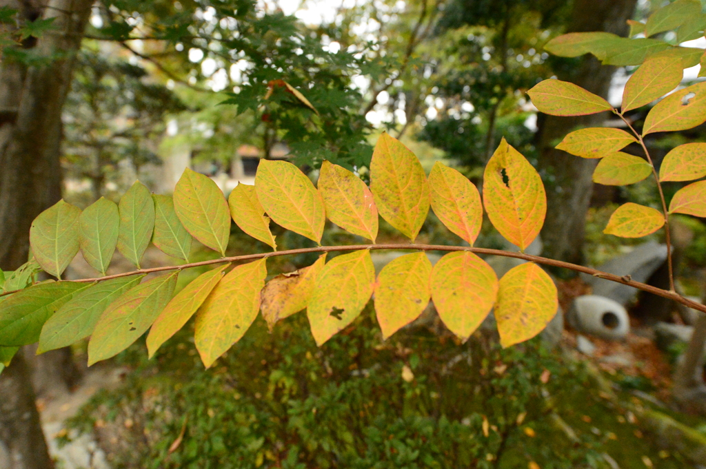 11/11 紅葉　グラデーション