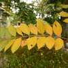 11/11 紅葉　グラデーション