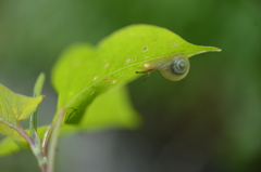 カタツムリの目覚め