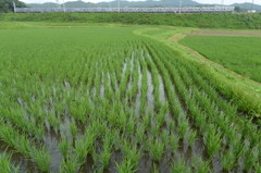 常磐線鈍行と水田