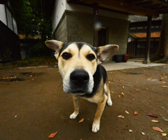 11/11  たつご味噌黙り込む犬