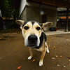 11/11  たつご味噌黙り込む犬