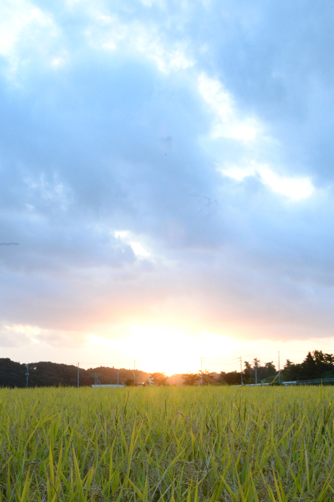 朝日を浴びる稲穂達