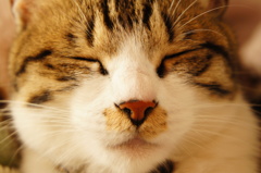 愛猫