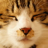 愛猫