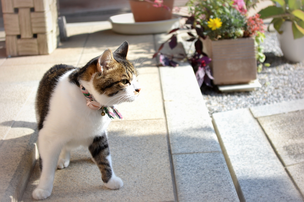 愛猫