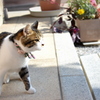 愛猫