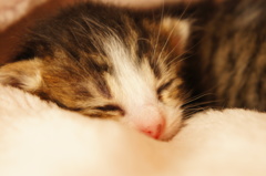 愛猫