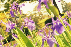 石川県　兼六園