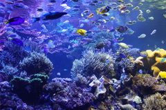 三重県　鳥羽水族館