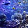 三重県　鳥羽水族館