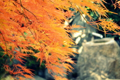 自宅　庭先