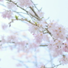 さくら