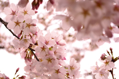 京都　桜