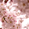 京都　桜