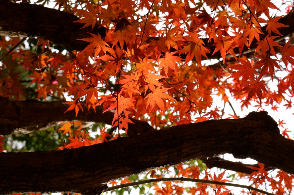 紅葉２