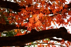 紅葉２