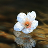 春