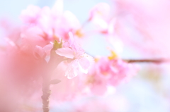 春の思い出