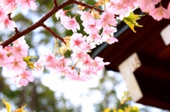 桜1