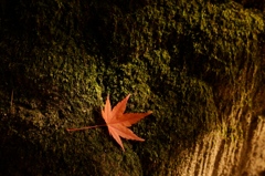 楓
