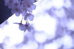 桜３