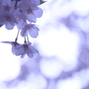 桜３