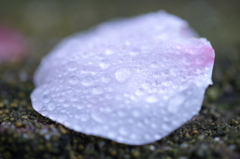 桜２