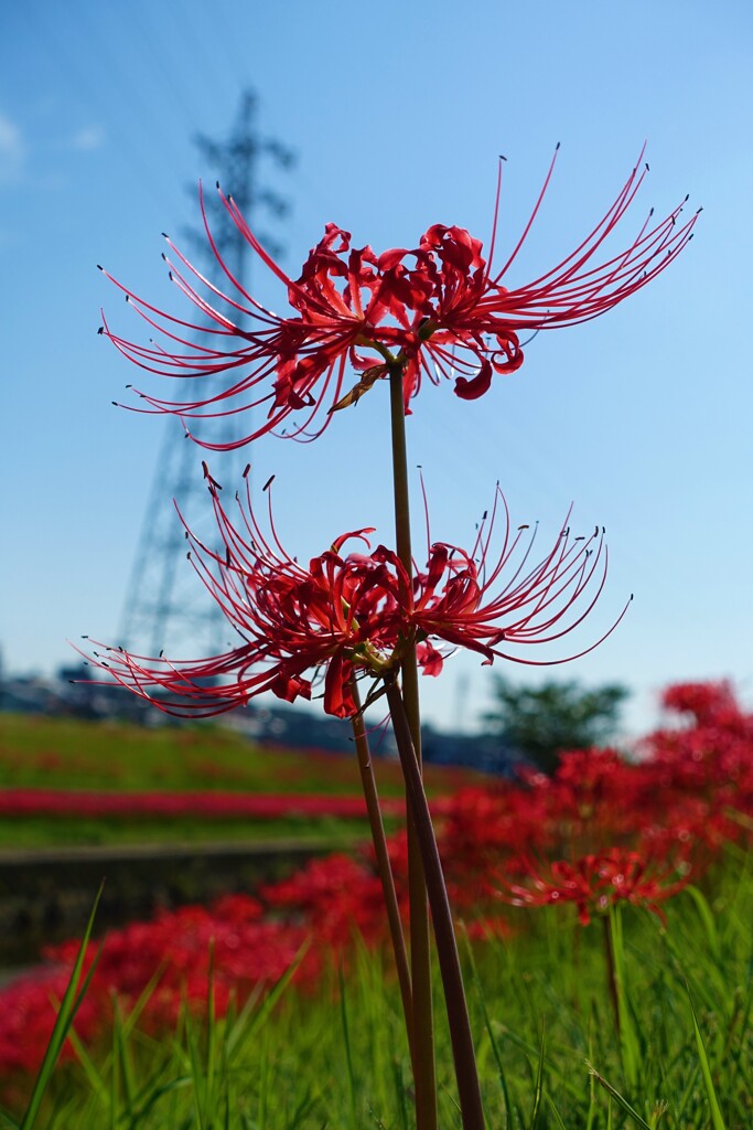 ひなたぼっこ