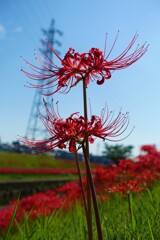 ひなたぼっこ