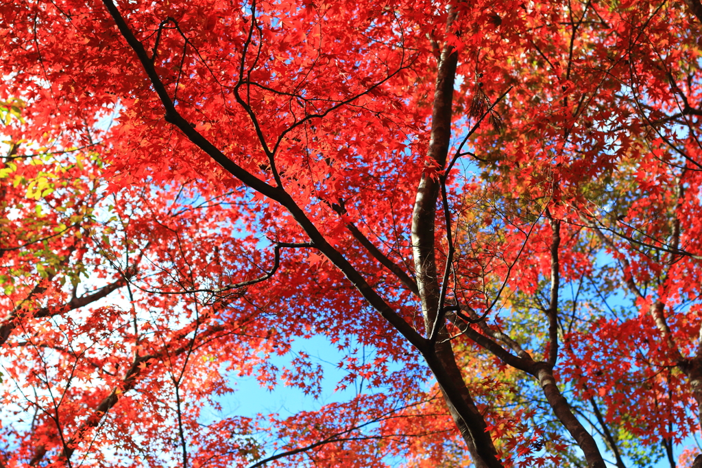 紅葉！！