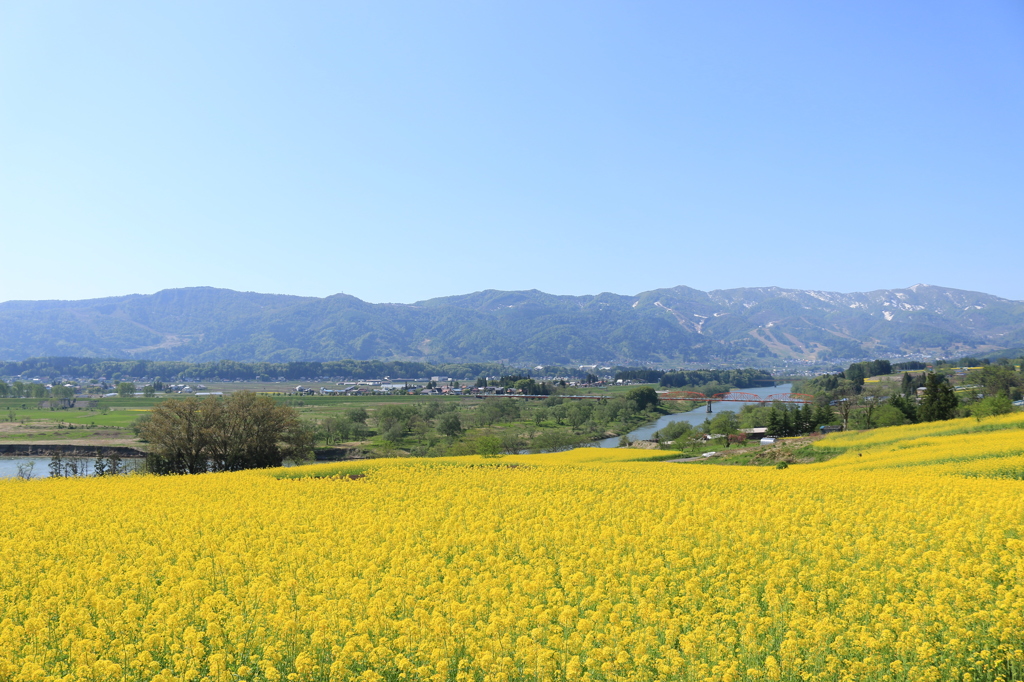 菜の花祭り