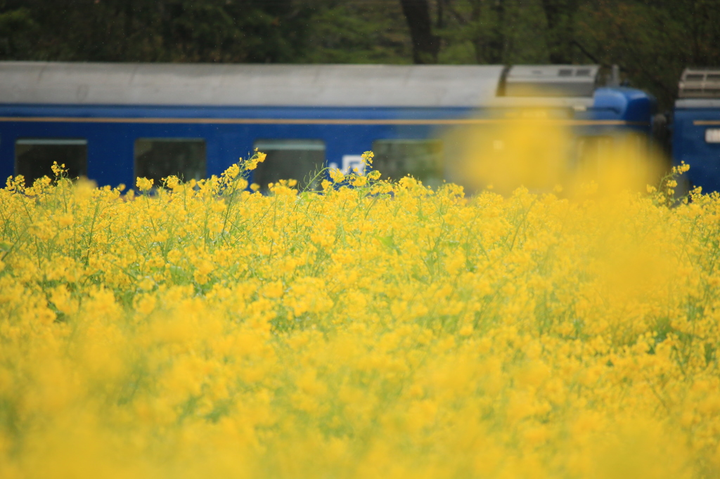 菜の花