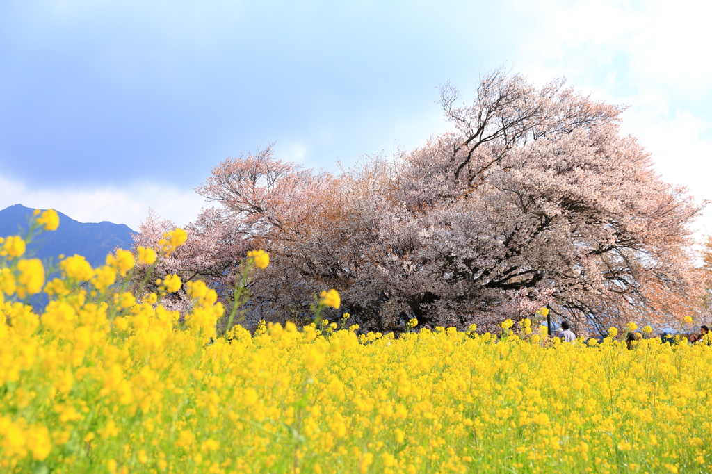 一心行の大桜 Ⅱ