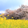 一心行の大桜 Ⅱ