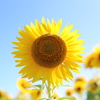 ~Memories of Summer~