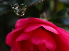 Water drop