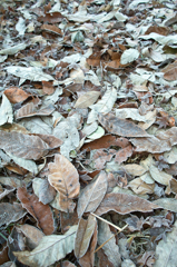 Frost
