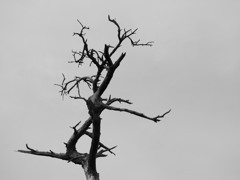 Silent