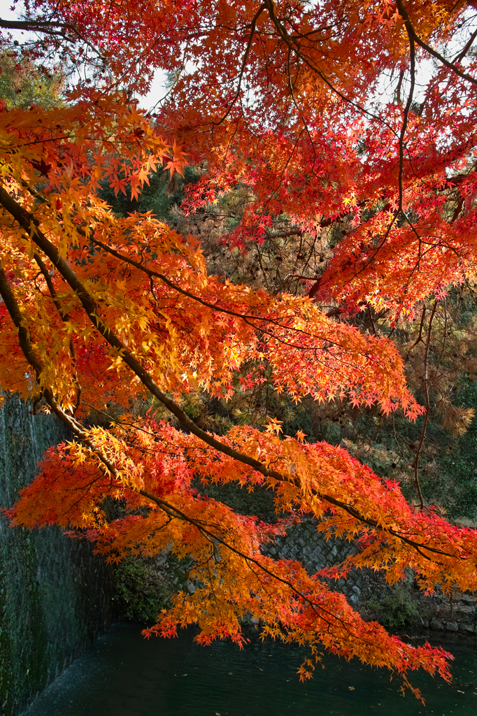 紅葉