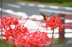 道路脇の彼岸花にアゲハチョウ