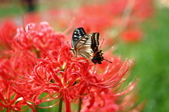 彼岸花の紅に引き寄せられて２
