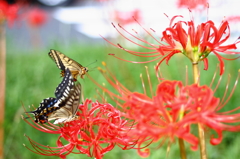 彼岸花の紅に引き寄せられて１