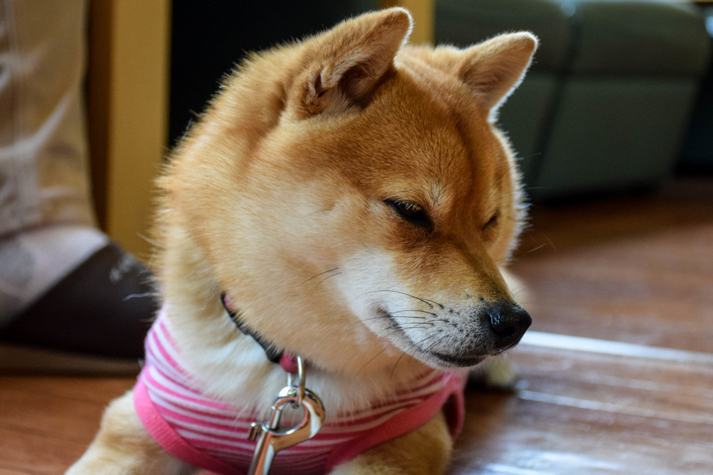 遊び疲れて２
