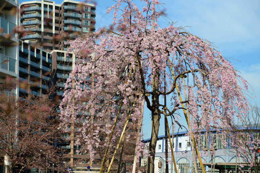 公園の枝垂桜