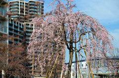 公園の枝垂桜